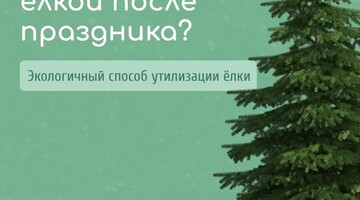 Что делать с елкой после праздников: экологичный подход